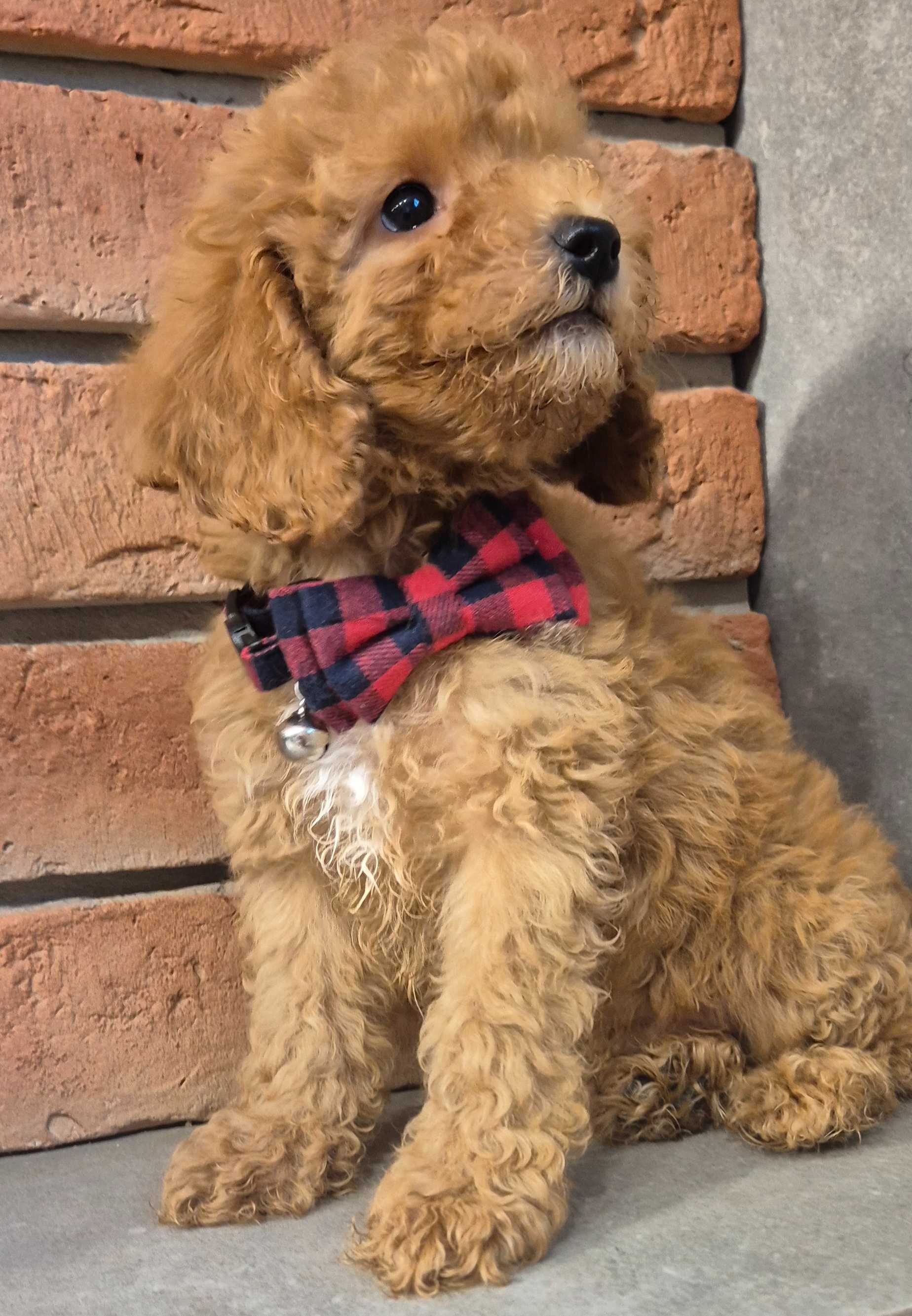 Cockapoo f1b miziasty Chlopczyk do odbioru
