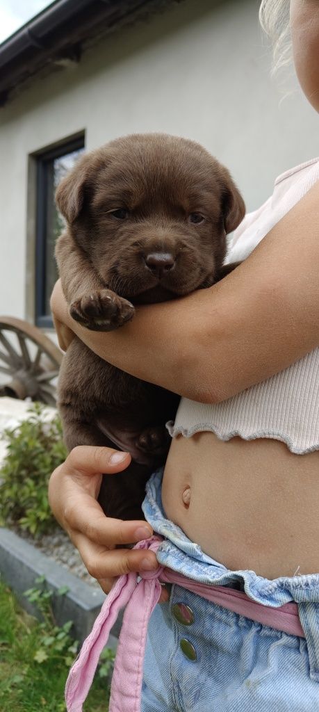 Labrador Czekoladowy