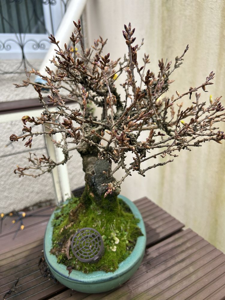 Bonsai forsythia