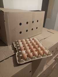 Яйця інкубаційні бройлерів