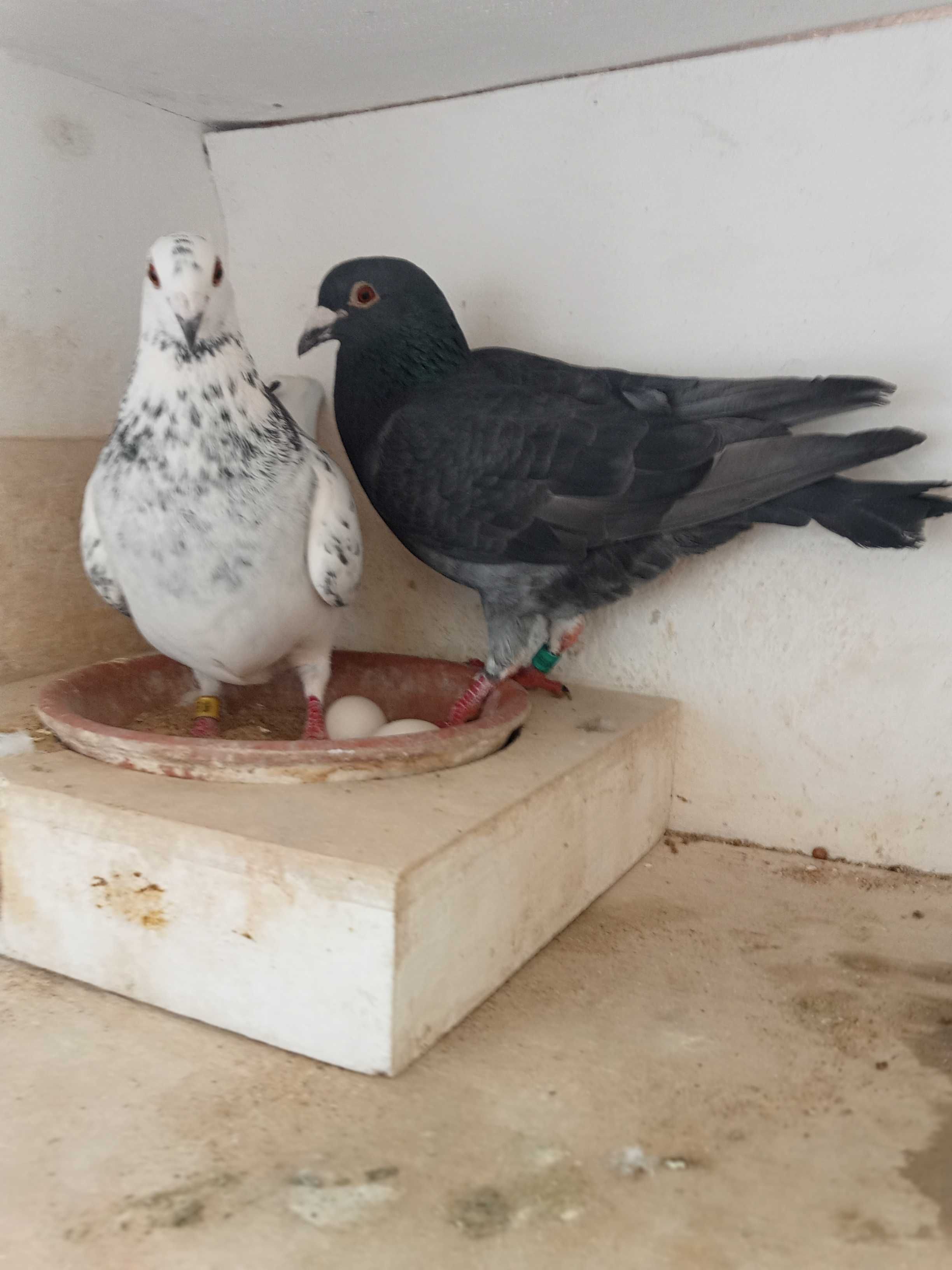 Lindo pombo correio borracho