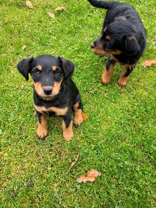 Suczka, szczeniak,  terier niemiecki, jagdterrier