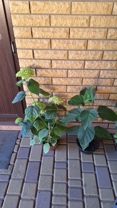 Продам  саженцы гортензии