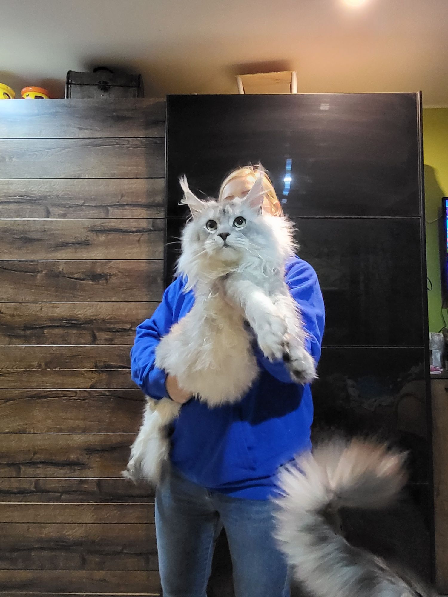 Maine Coon niebieska srebrzysta koteczka