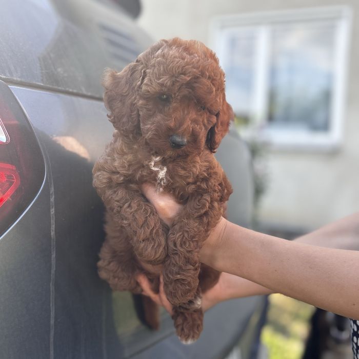 Мальтип хлопчик шоу классу.