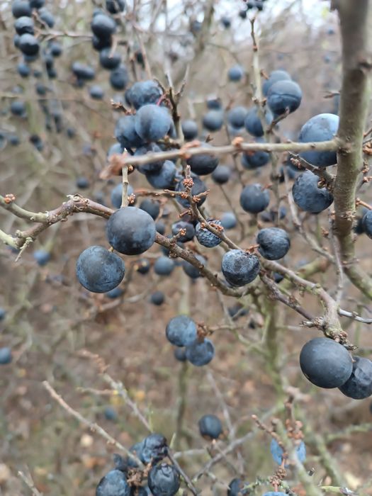 Tarnina owoce, śliwa tarnina