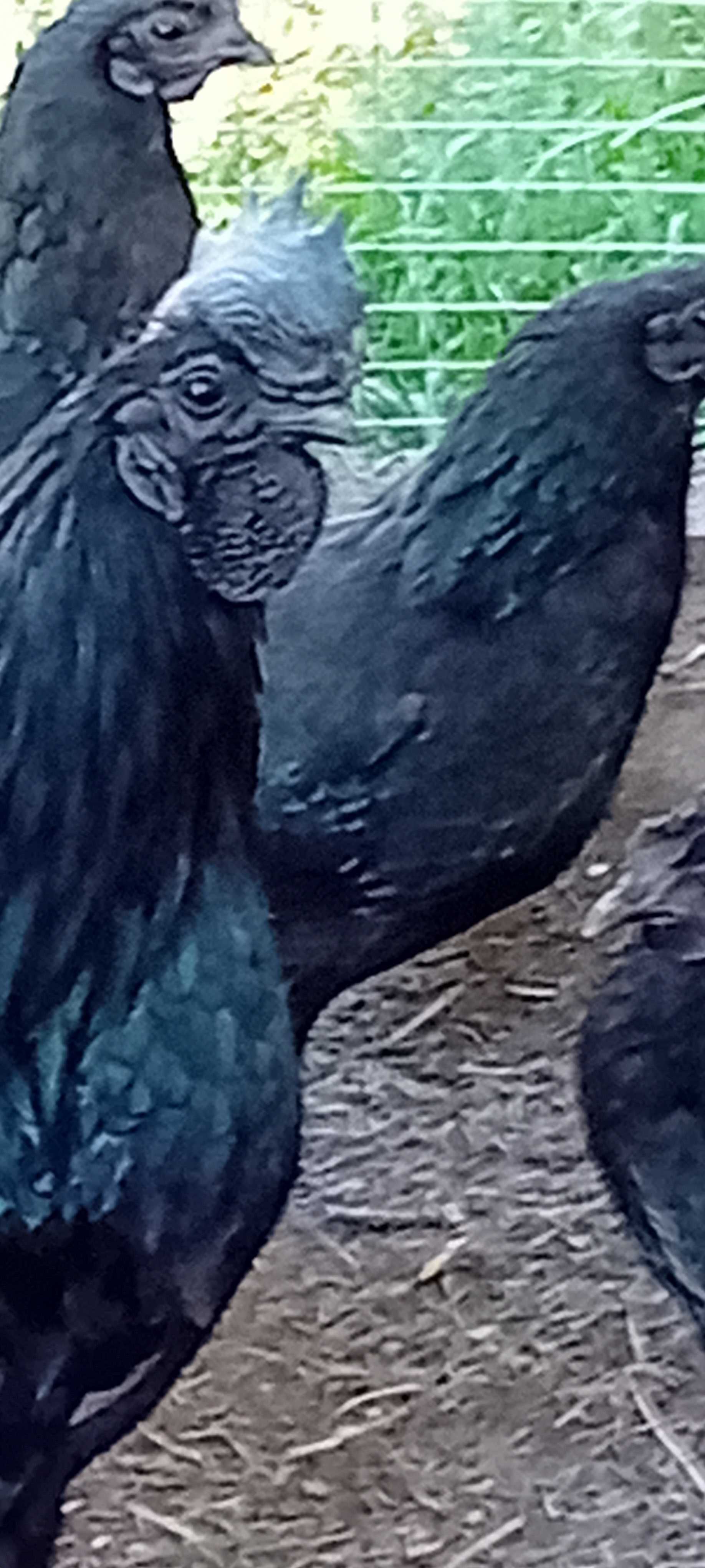 Jaja  Ayam cemani