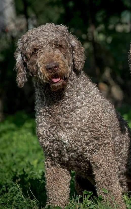 Spanish Water Dog,  Іспанська Водяна Собака