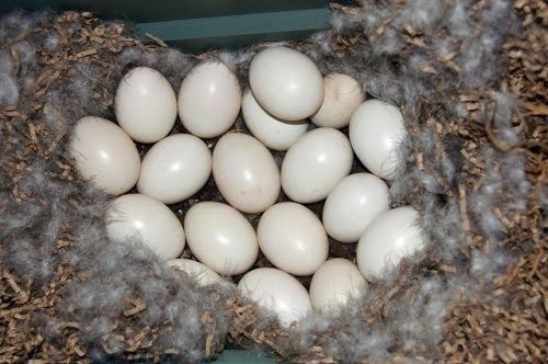 Яйця індокачок на інкубацію