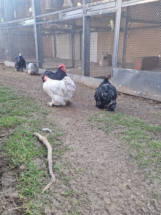 Kochin karzeł, olbrzym perliczka, liliput