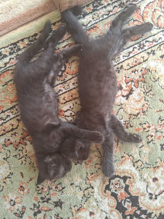 2  gatinhos procuram os donos. Muito meigos ,e super giros!