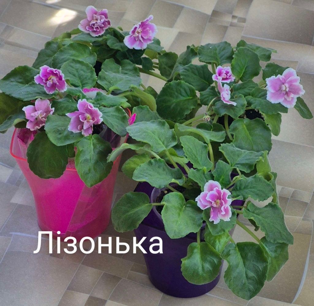 Фіалки, глоксинії, альтернантерна