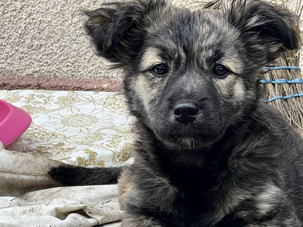 Цуценята щенки безкоштовно