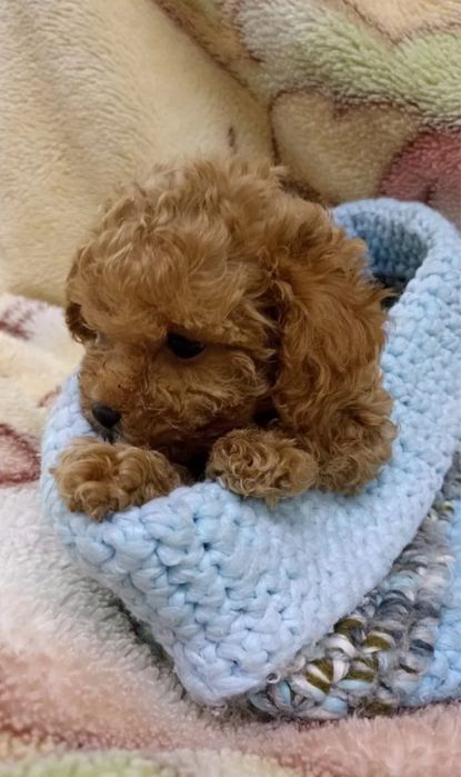 Мальтипу міні з документами - найкращий подарунок! Мини Maltipoo f1