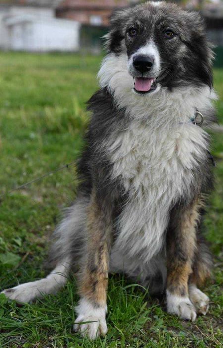 RITTA 1 rok lubi dzieci , piękny pies. Uratowana w Bułgarii