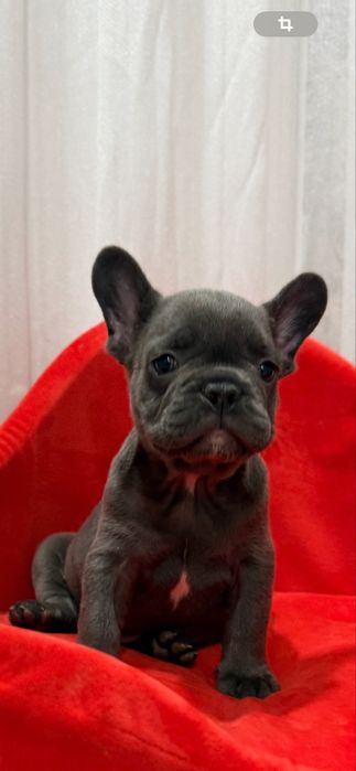 Мальчишка французский бульдог
