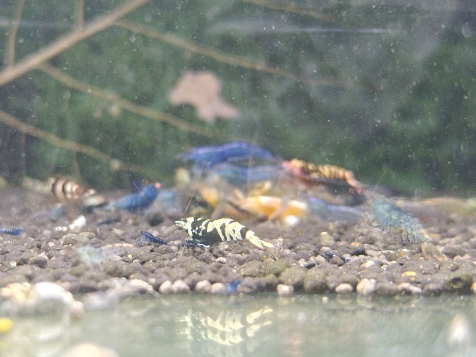 Krewetki Caridina MIKS krewetek