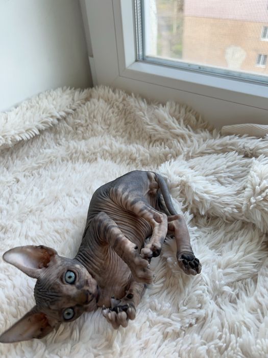 Канадський сфінкс кошеня/Канадский сфинкс котенок