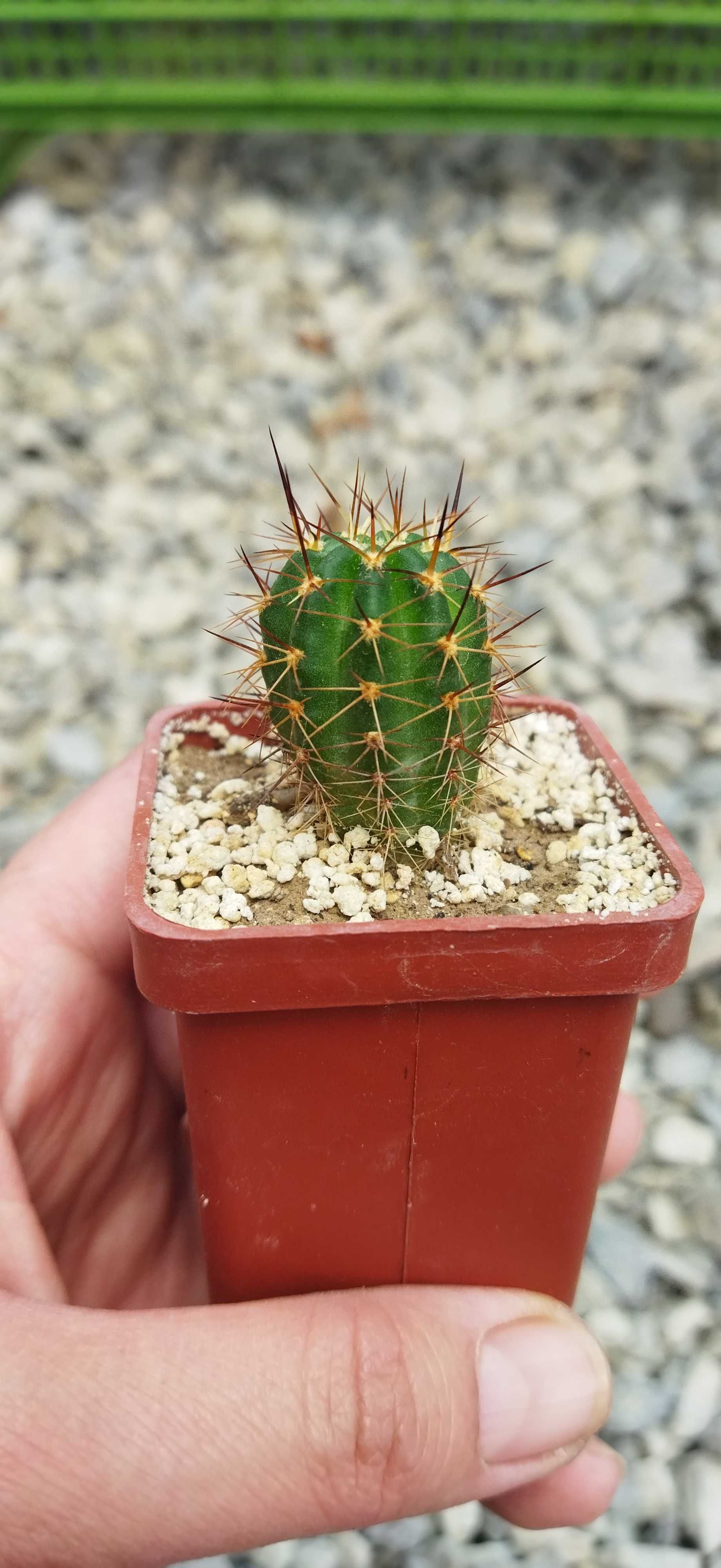 Кактус Lobivia echinata