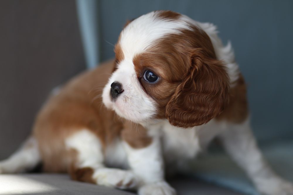 ***Cavalier King Charles Spaniel**
