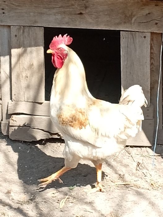 Молоді півні Домінант брунатний недорого