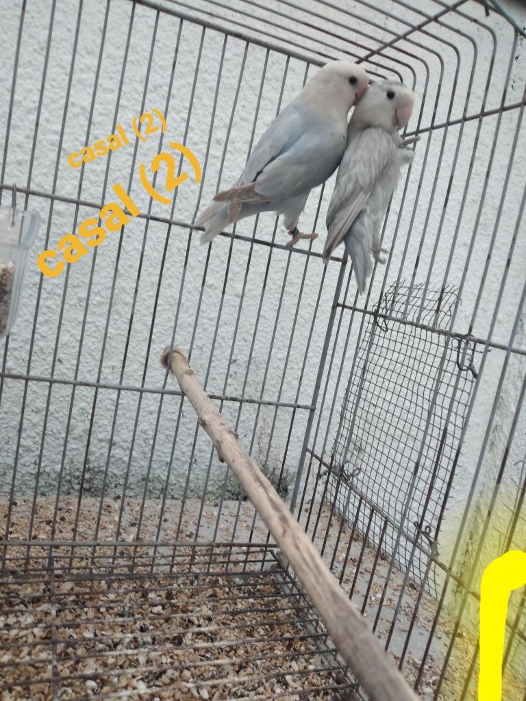 Agapornis Rosicolis  ano  2025 P/ ceder a partir de 15€