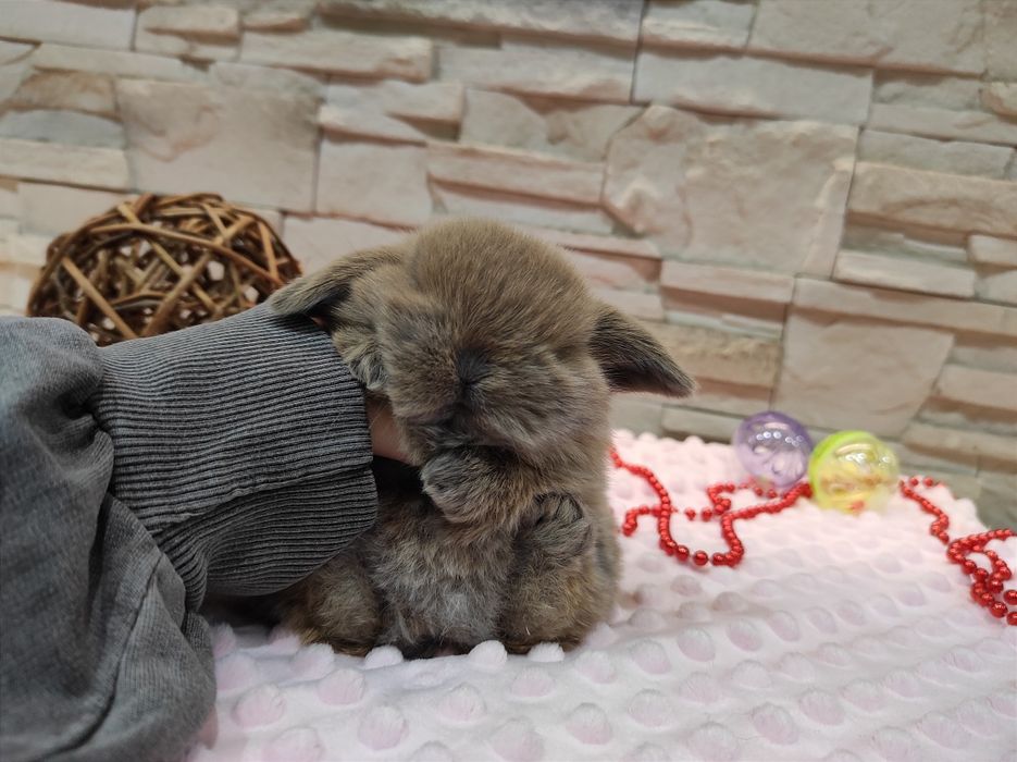 Mini Lop Króliczki Czystej Rasy z WYPRAWKĄ I KSIĄŻECZKĄ ZDROWIA