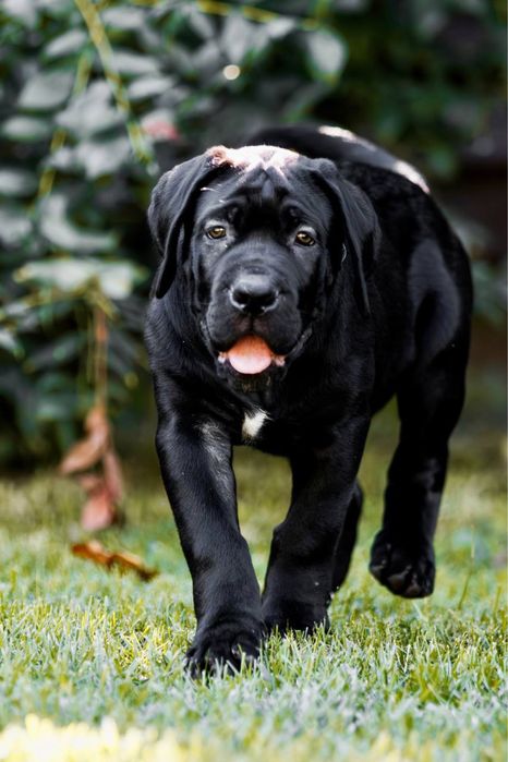 Породні цуценята  Кане Корсо (Cane Corso Italiano)