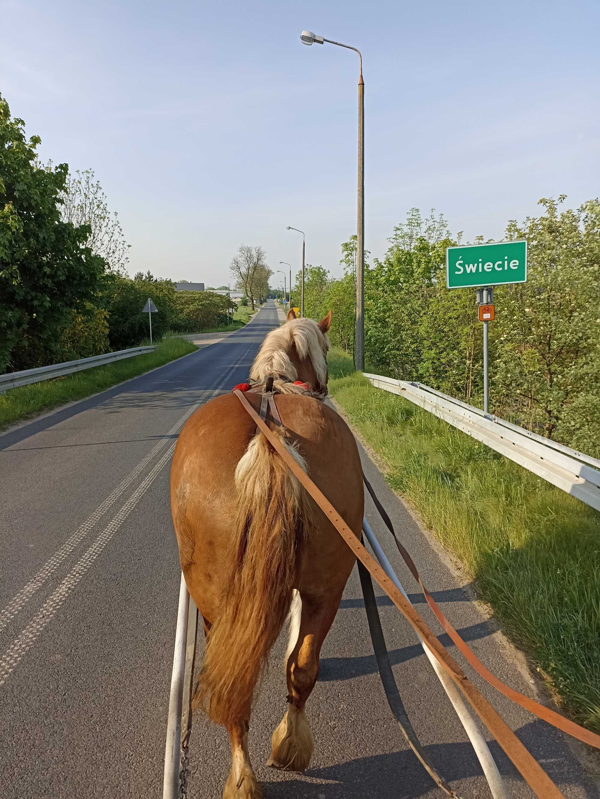 Sprzedam klacz zimnokrwistą