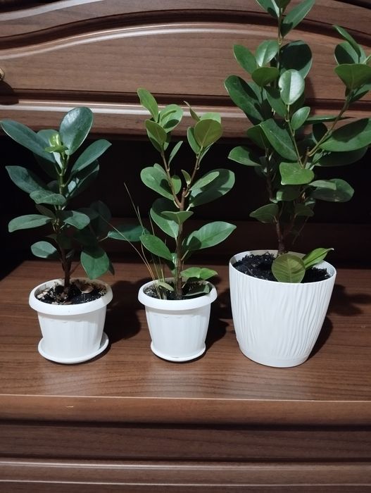 Продаю кімнаті рослини від 70 грн.  в Миколаєві