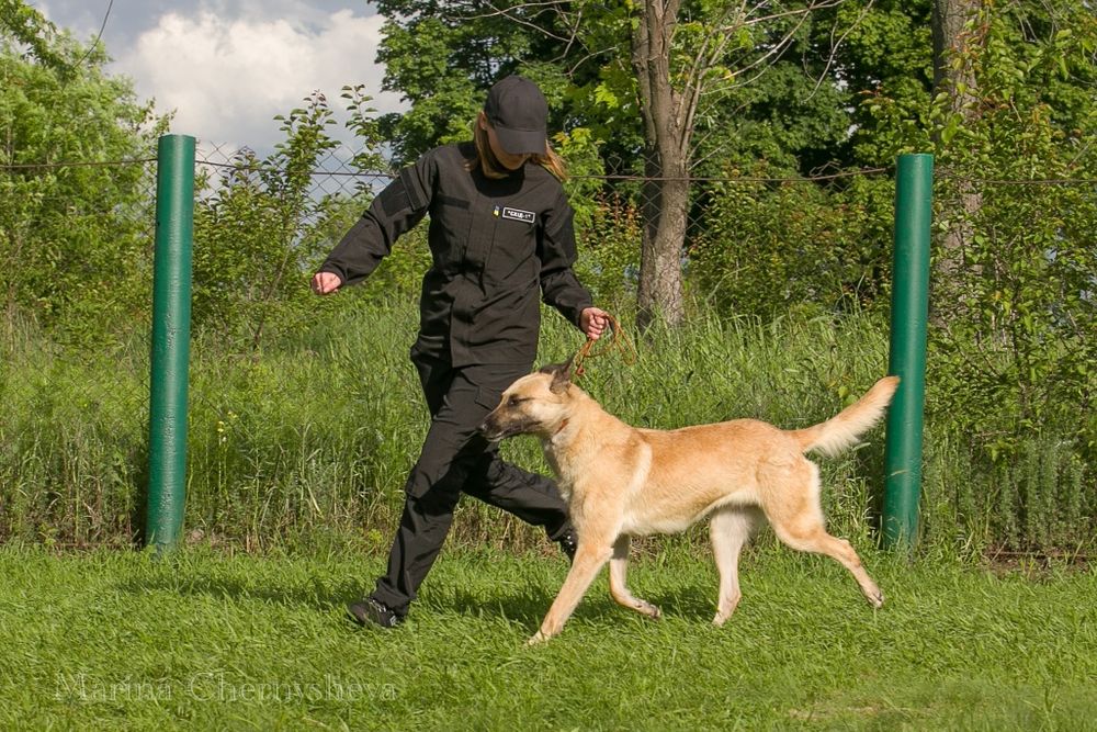 Послуги кінолога