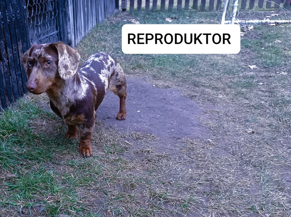 Jamnik Miniaturowy Merle Reproduktor