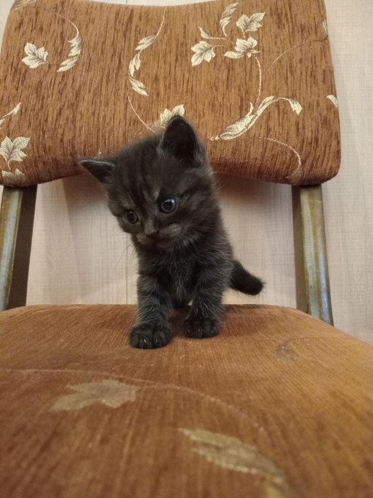 Шотландські кошенята .