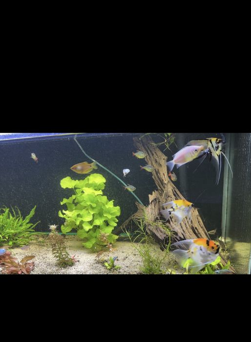 Akwarium 375l zestaw