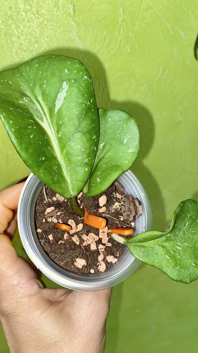 Набір вкорінених Хойя