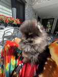 Szpic miniaturowy pomeranian FCI