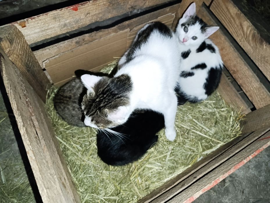 Oddam kotki za darmo