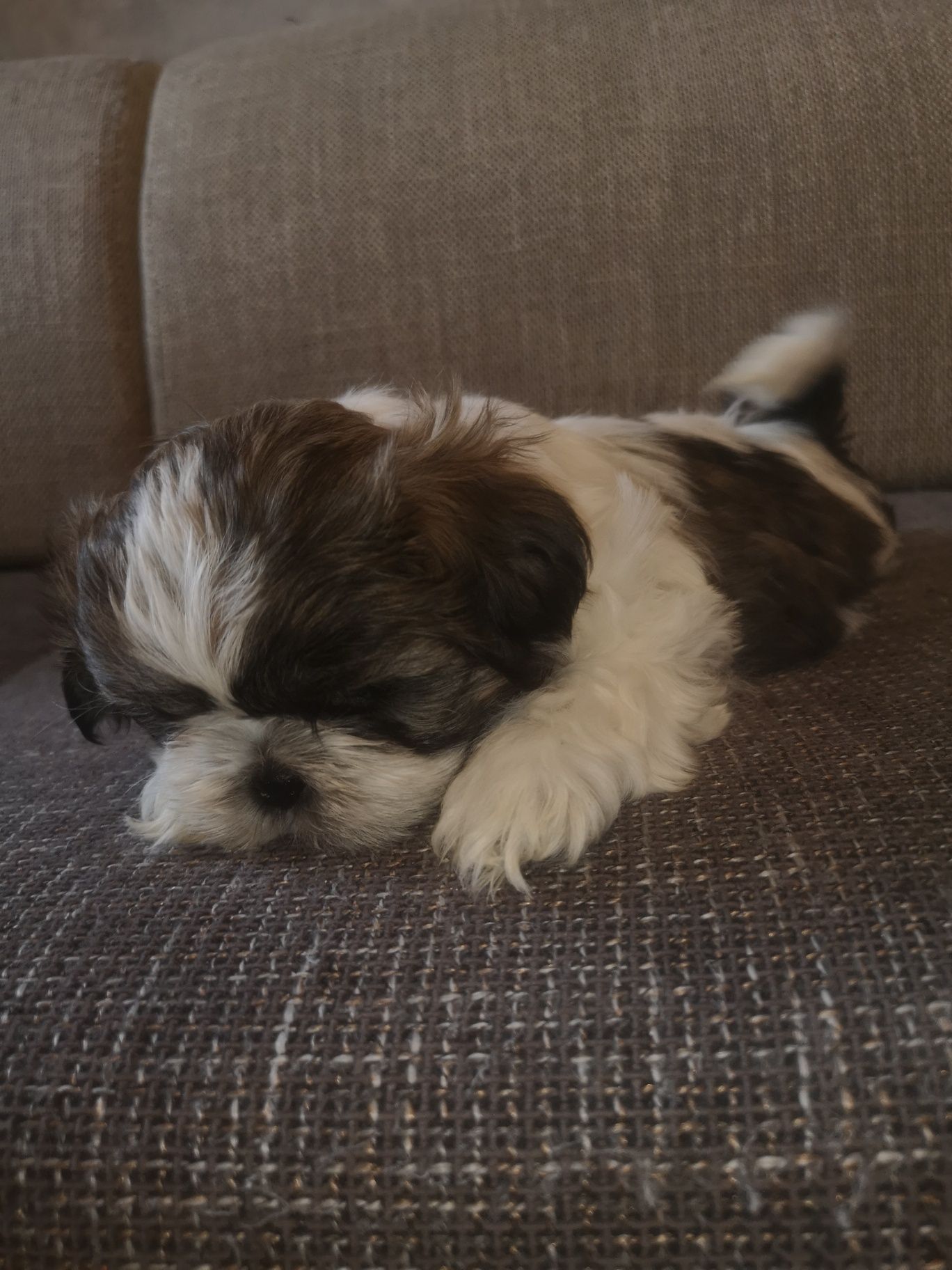 Shih-tzu cudowna sunia