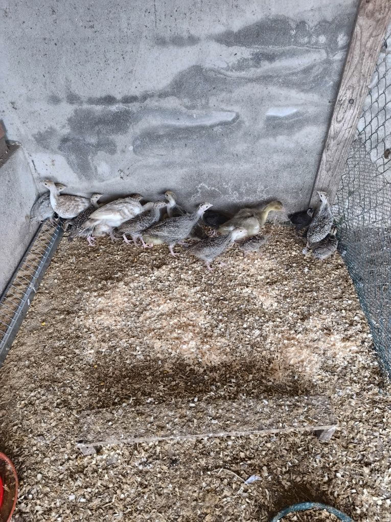 Vendo perus selvagens nascidos a 23 de Abril.