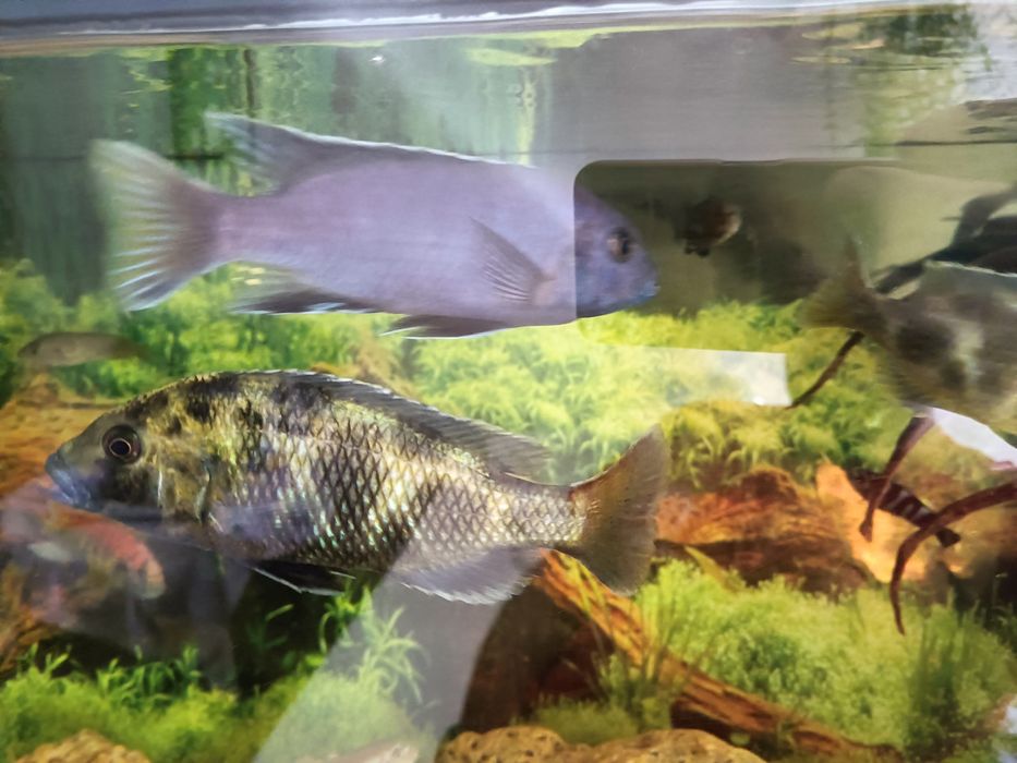 Macho Venustus ciclideo