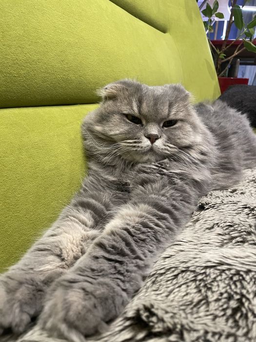 Отдам шотландскую кошку Хлою