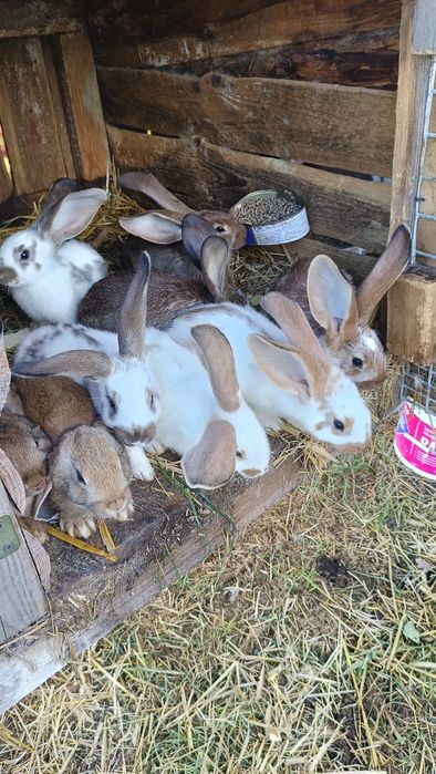 Sprzedam króliki belgijskie młode 2 miesięczne