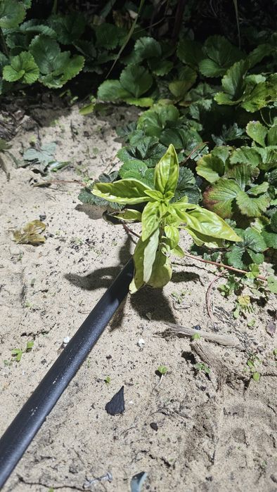 Vendo algumas ervas aromáticas