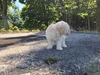 maltipoo szczeniak suczka