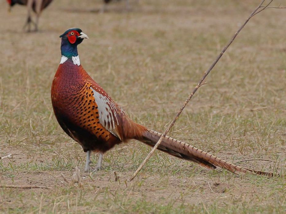 Bażant łowny polny