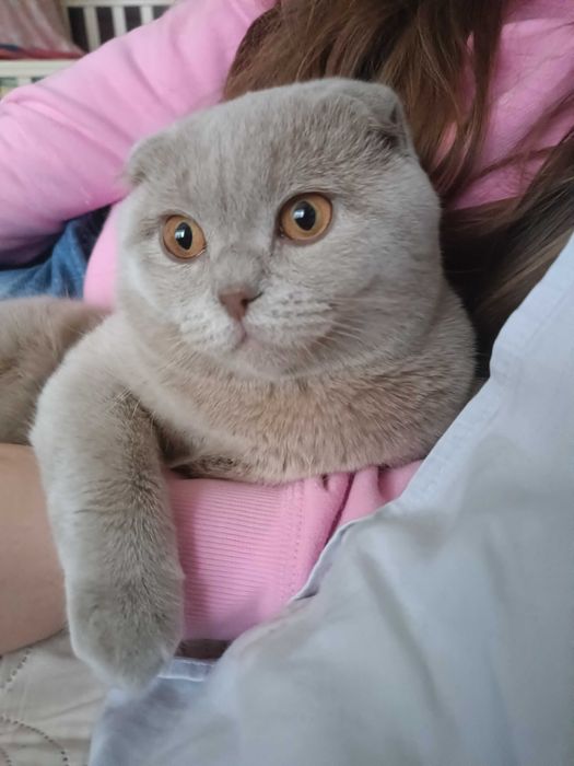 Шотландський висловух даром