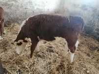 Hereford odsadki