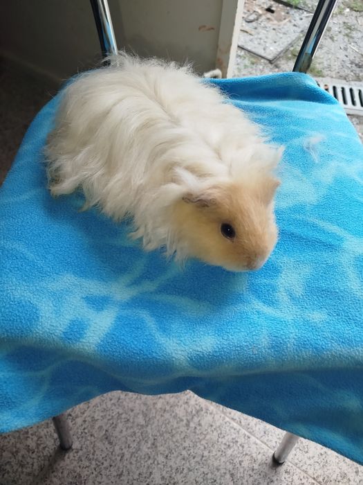 Menina texel com gaiola