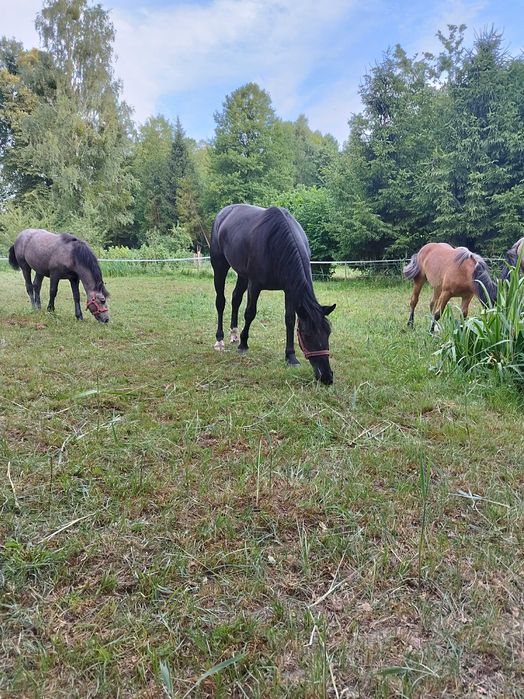 Sprzedam klacz śląską