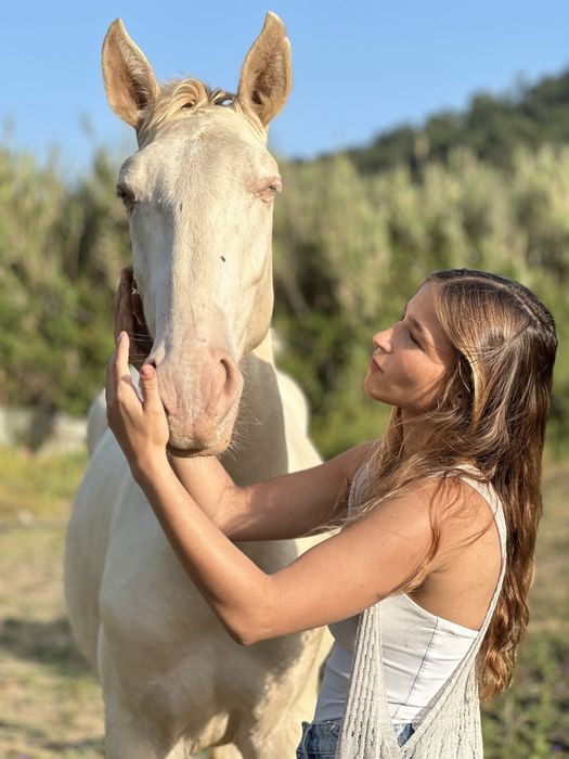 Cavalo Isabel olhos azuis  Lusitano Puro